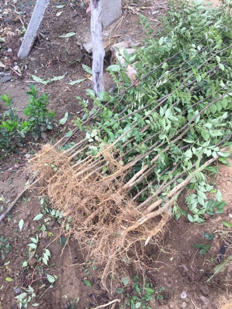花椒苗大红袍九叶青花椒树