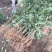 花椒苗大红袍九叶青花椒树
