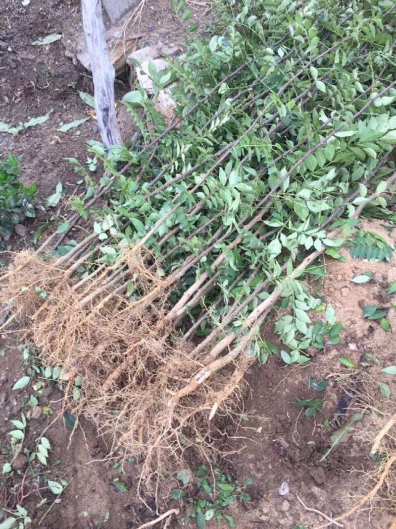 花椒苗大红袍九叶青花椒树