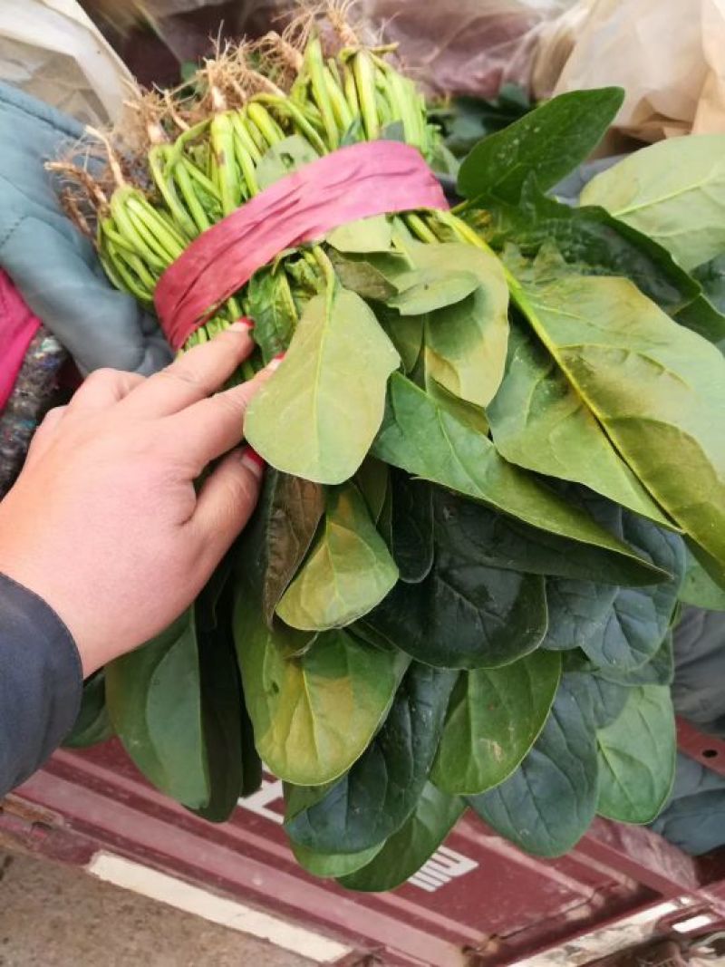 河北万亩菠菜基地直供实力代办诚信经营视频看货