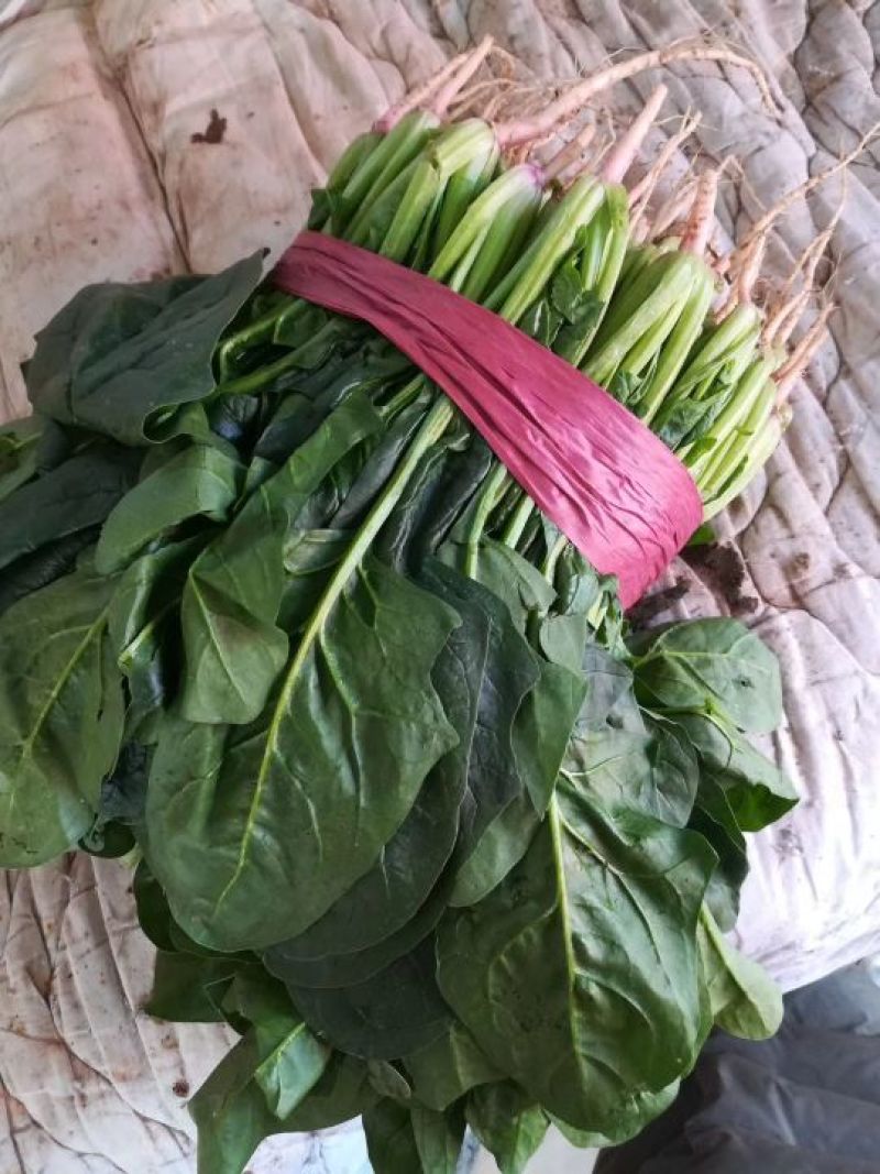 河北万亩菠菜基地直供实力代办诚信经营视频看货