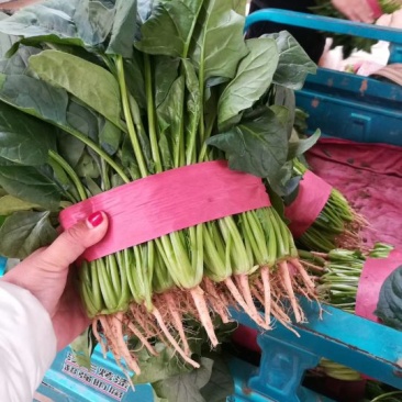 河北万亩菠菜基地直供实力代办诚信经营视频看货