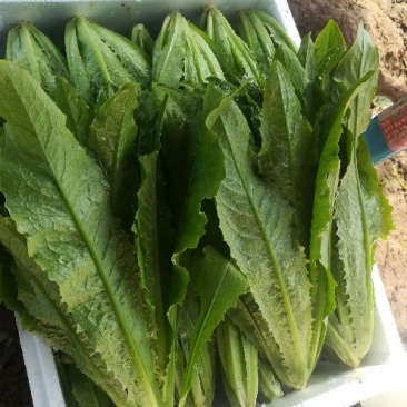 河北邯郸油麦菜产地直销实力代办对接商超团购
