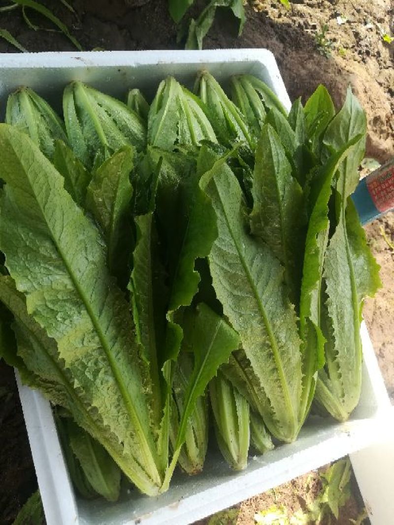 河北邯郸油麦菜产地直销实力代办对接商超团购