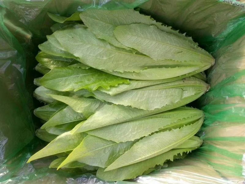 河北邯郸油麦菜产地直销实力代办对接商超团购