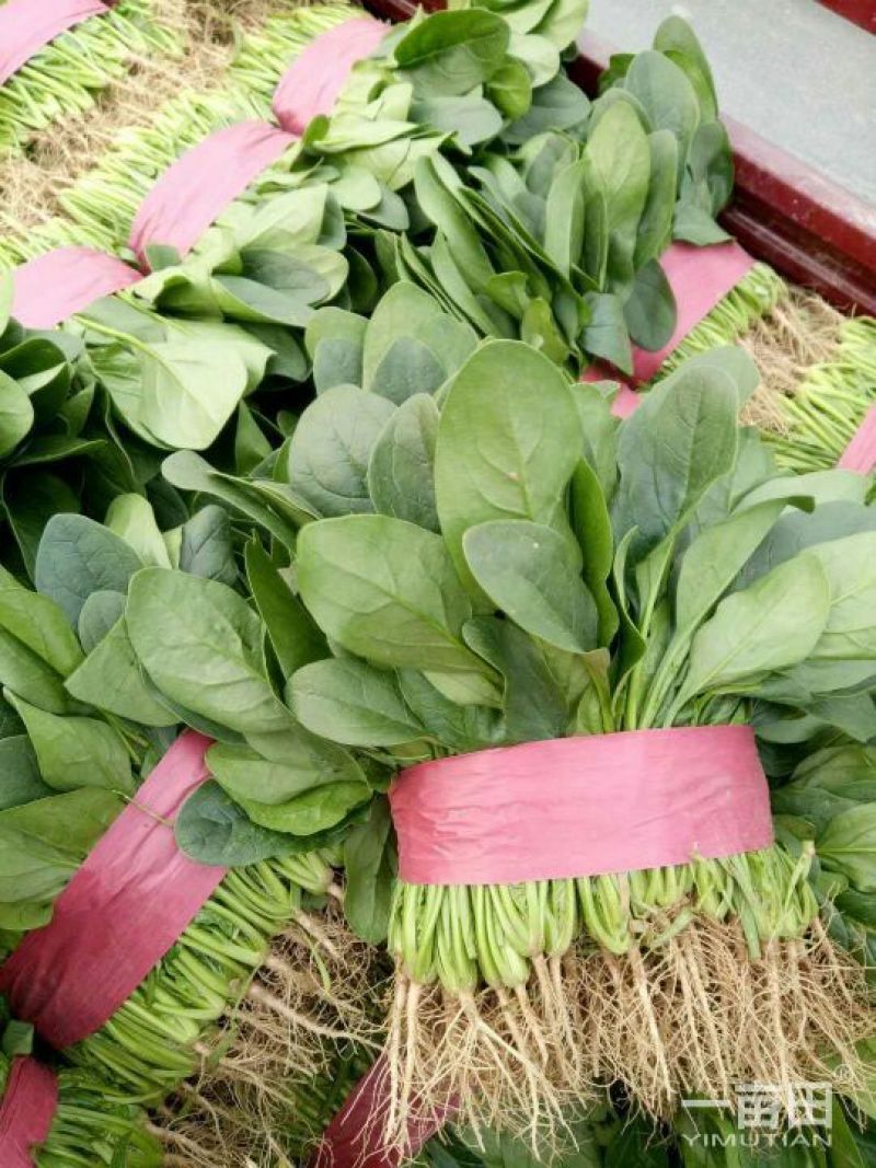 菠菜25-30