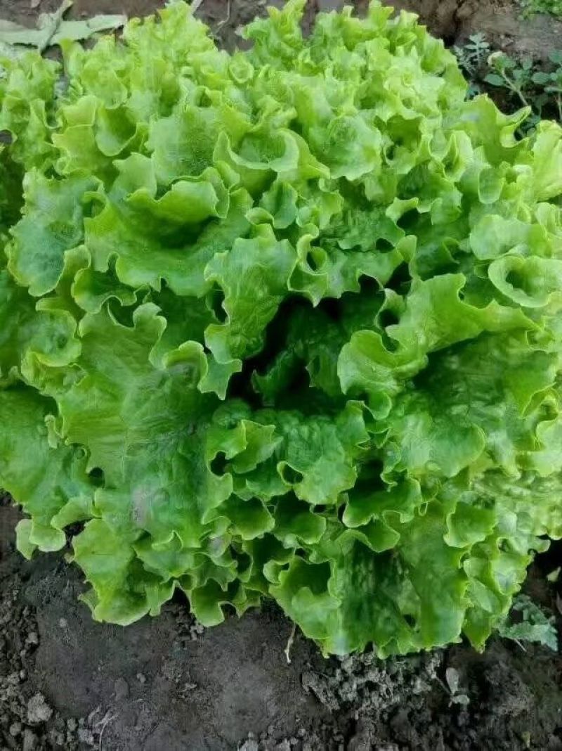 河北邯郸万亩生菜产地直销质量保证诚信经营