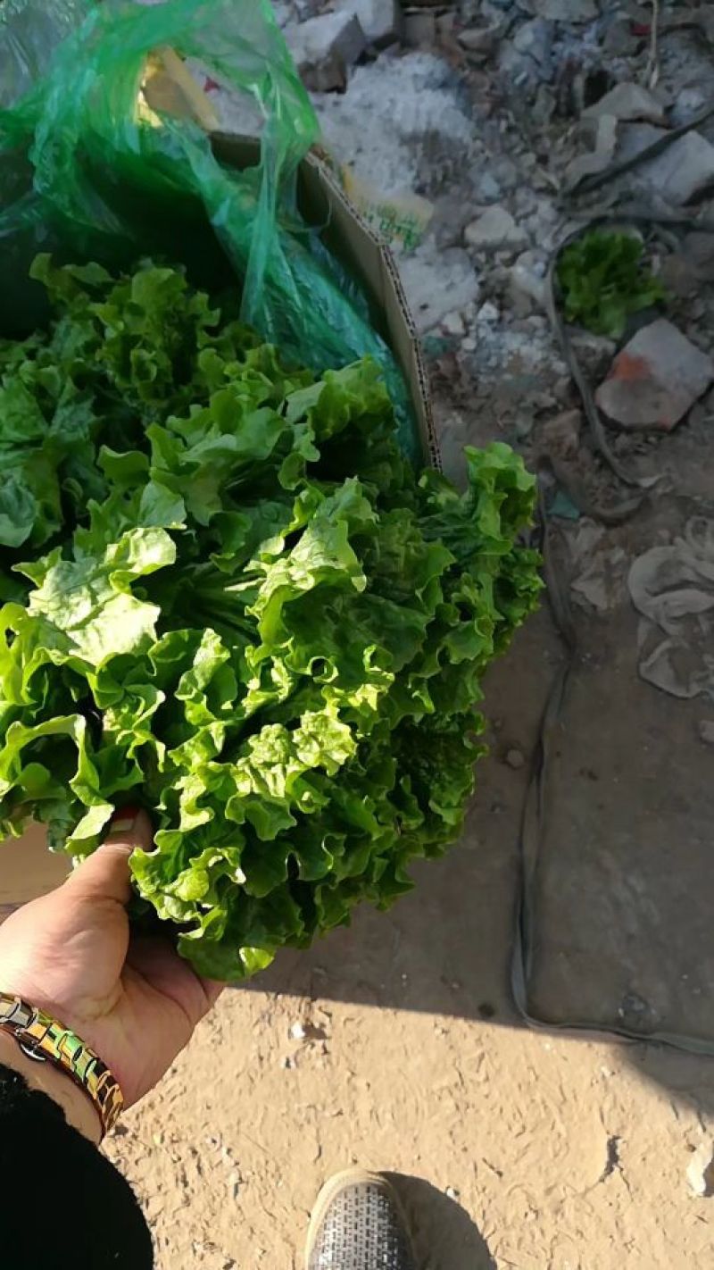 河北邯郸万亩生菜产地直销质量保证诚信经营