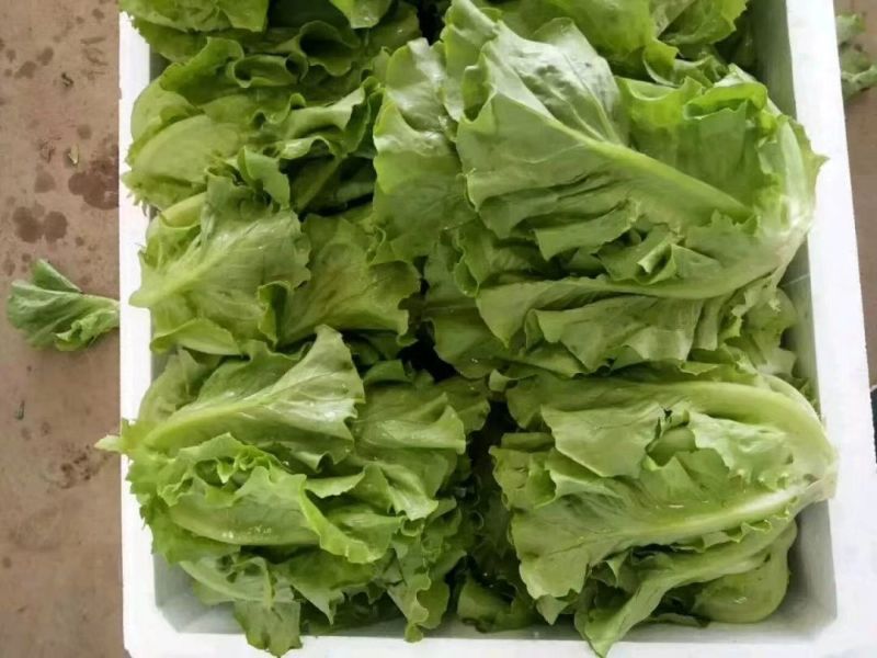 河北邯郸万亩生菜产地直销质量保证诚信经营