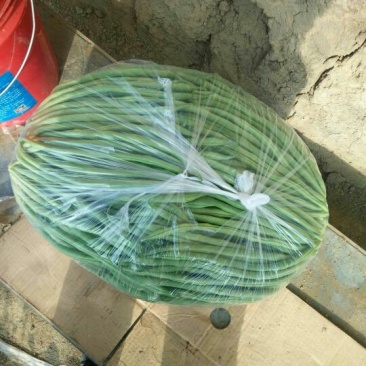 架豆王豆角30厘米以上