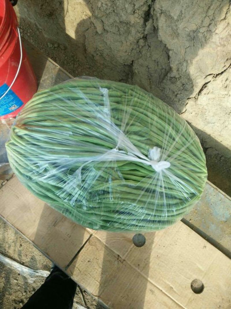 架豆王豆角30厘米以上