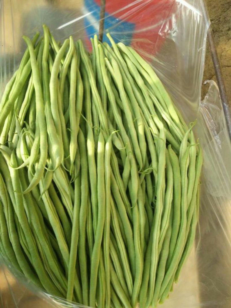 架豆王豆角30厘米以上