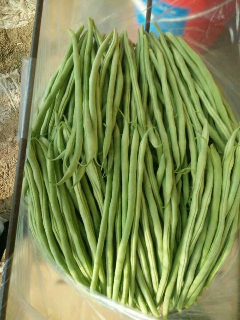 架豆王豆角30厘米以上