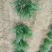 韭菜头茬