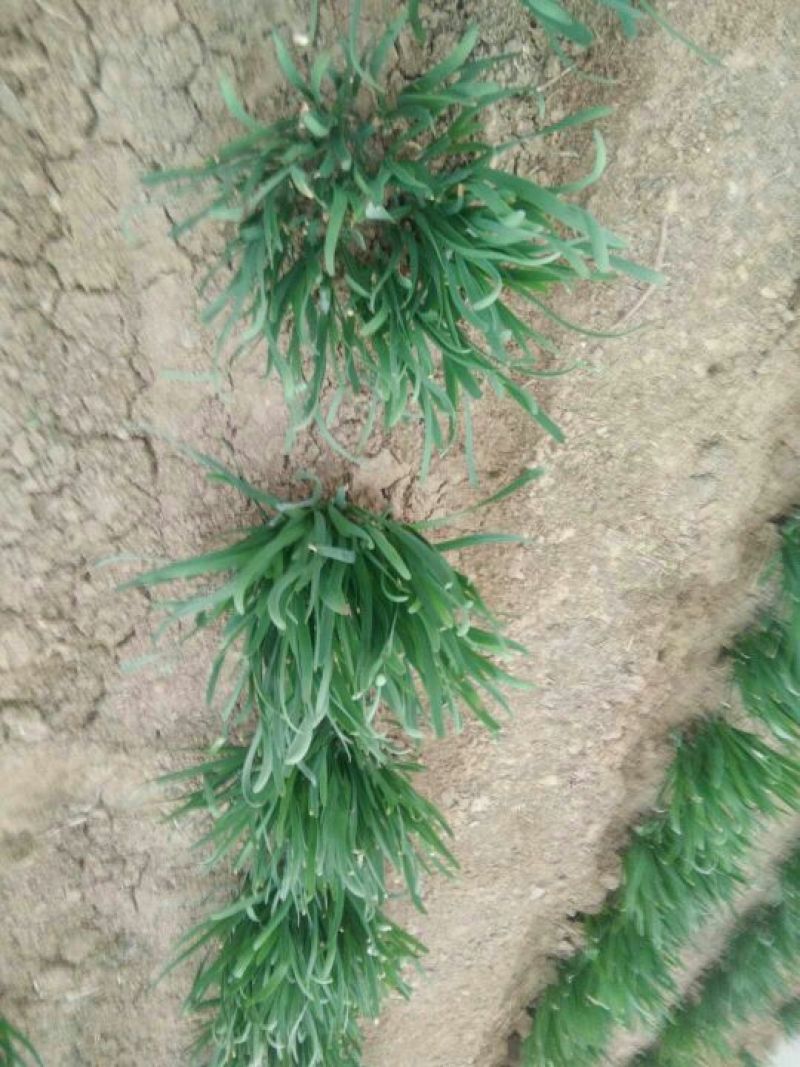 韭菜头茬
