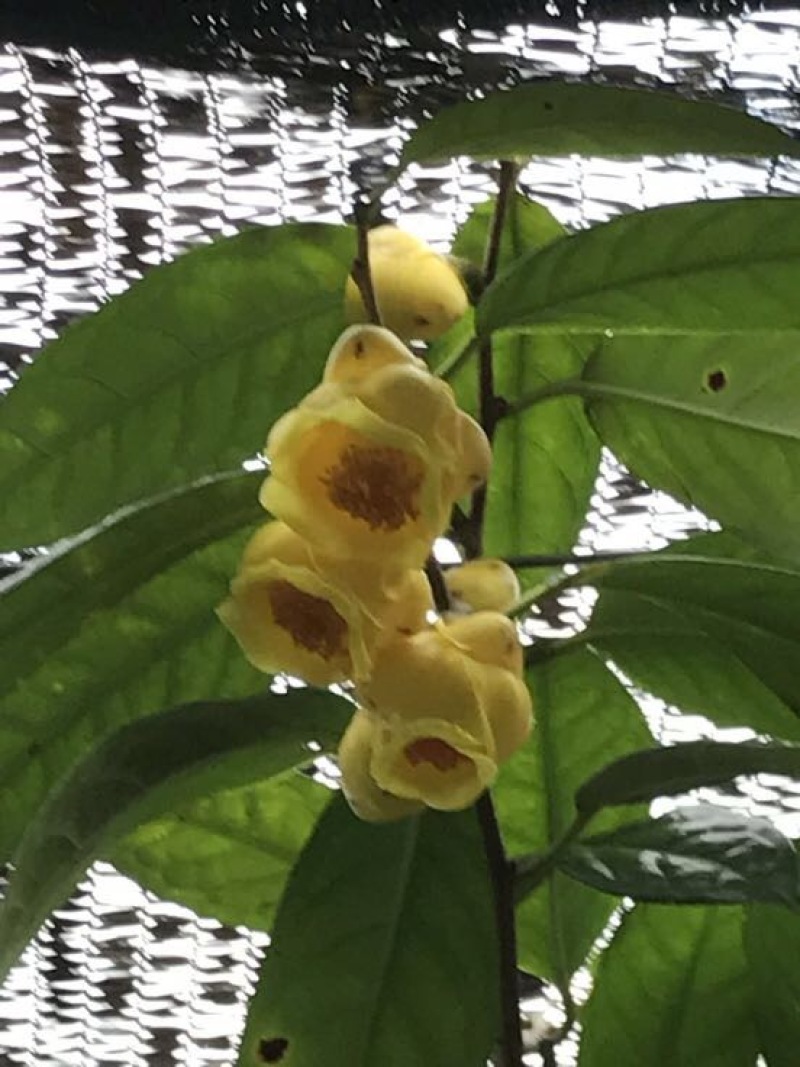 茶树苗金花茶树苗