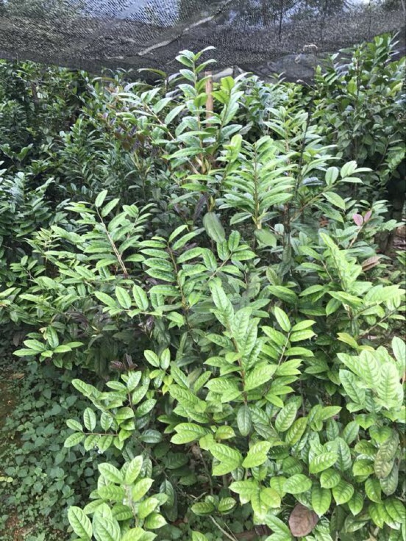 茶树苗金花茶树苗