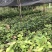 茶树苗金花茶树苗