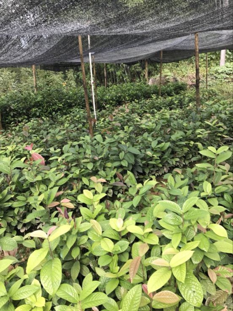 茶树苗金花茶树苗