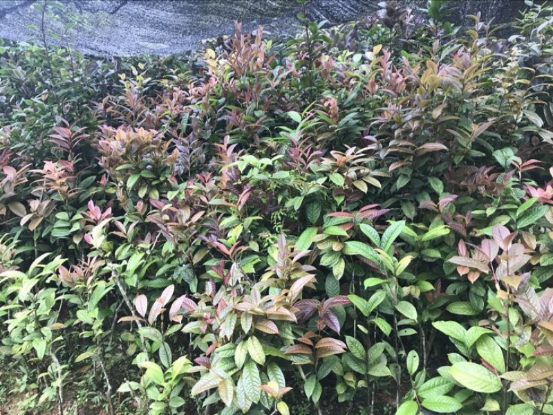 茶树苗金花茶树苗