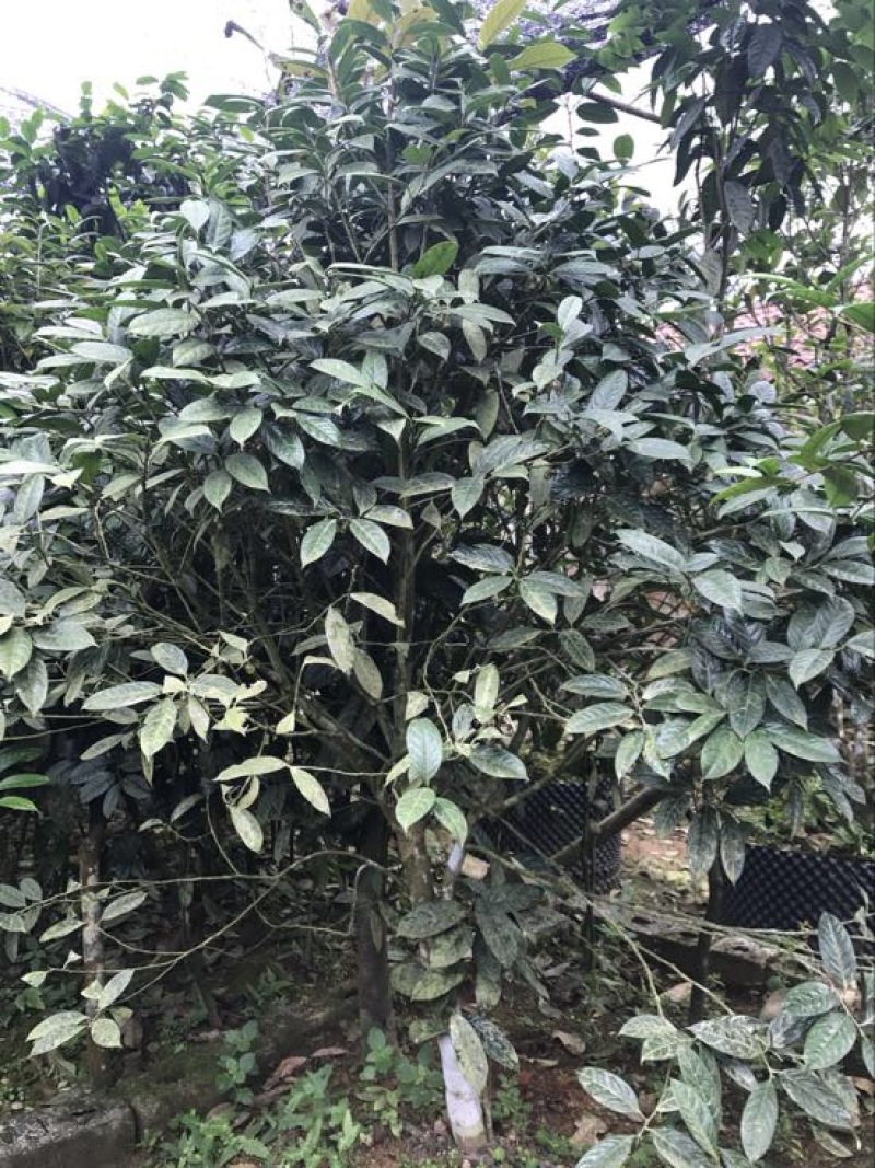 茶树苗金花茶树苗