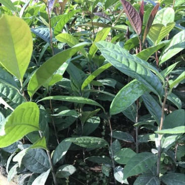 茶树苗金花茶树苗
