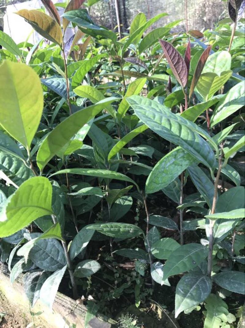 茶树苗金花茶树苗