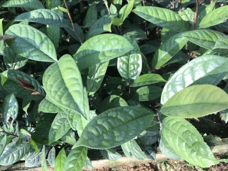茶树苗金花茶树苗