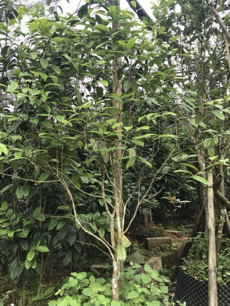 茶树苗金花茶树苗