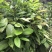 茶树苗金花茶树苗