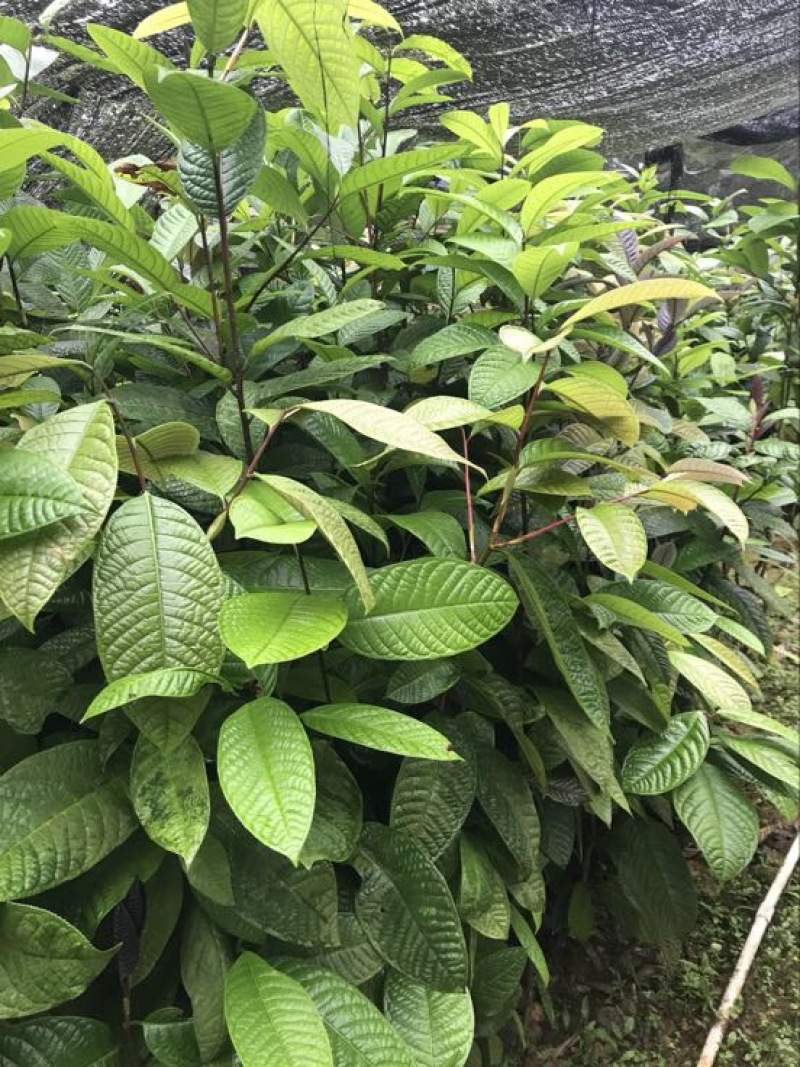 茶树苗金花茶树苗