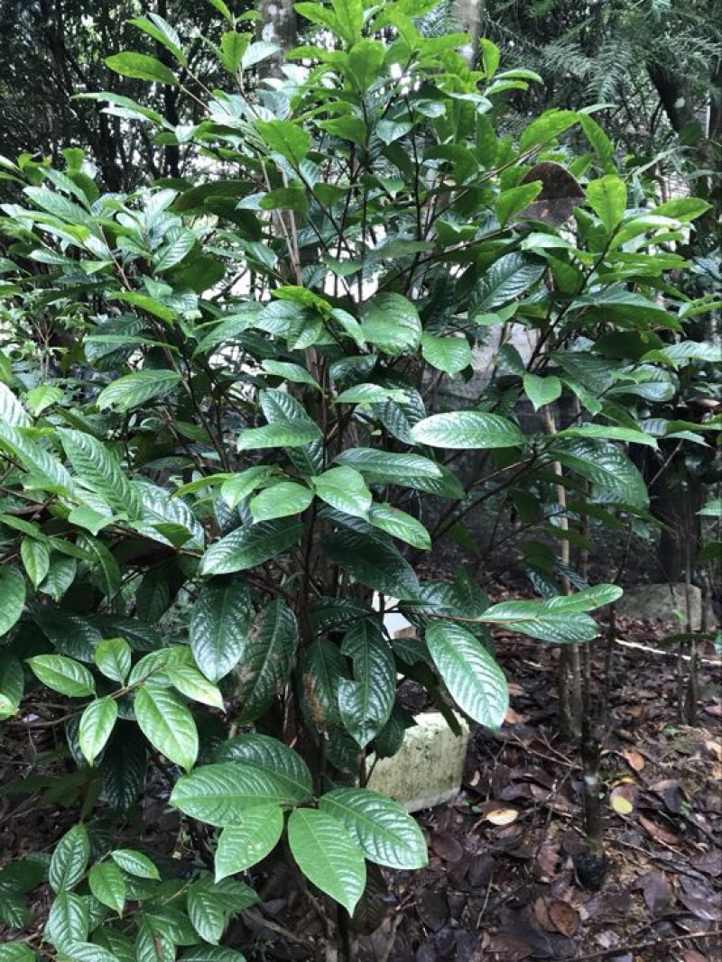 茶树苗金花茶树苗