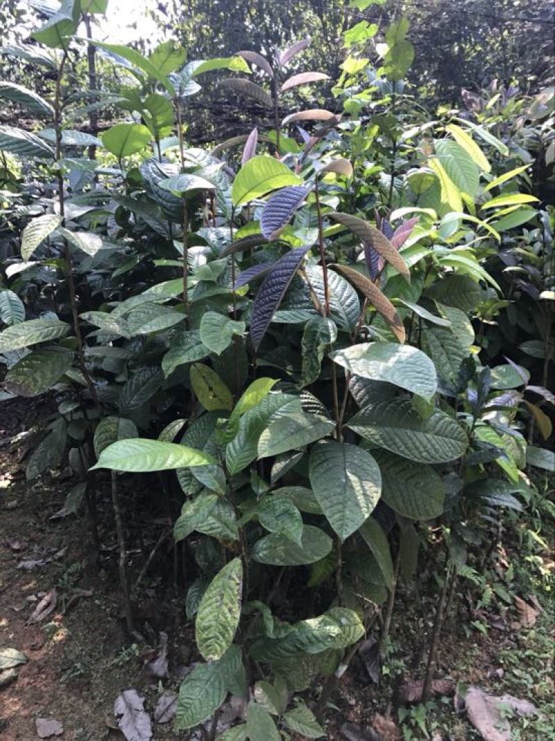 茶树苗金花茶树苗
