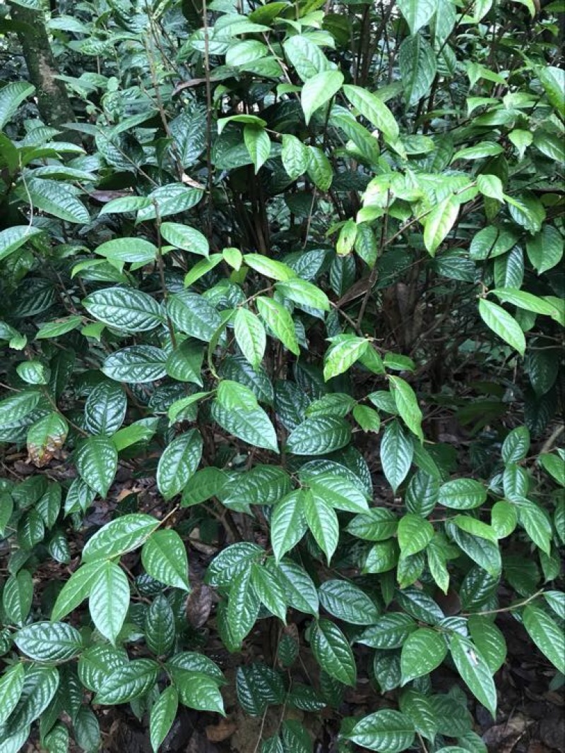 茶树苗金花茶树苗