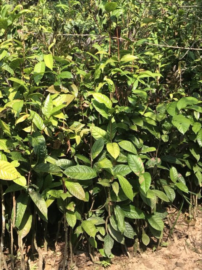 茶树苗金花茶树苗