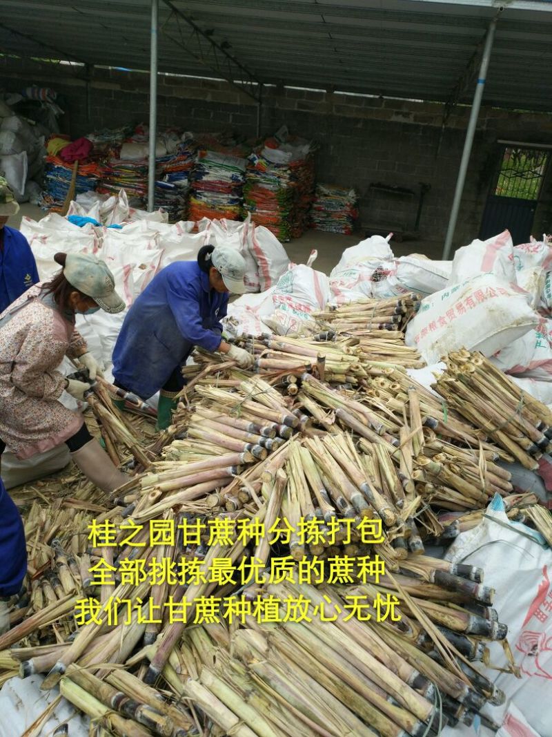 正宗广西黑皮甘蔗种苗甘蔗苗甘蔗种芽大量批发供应