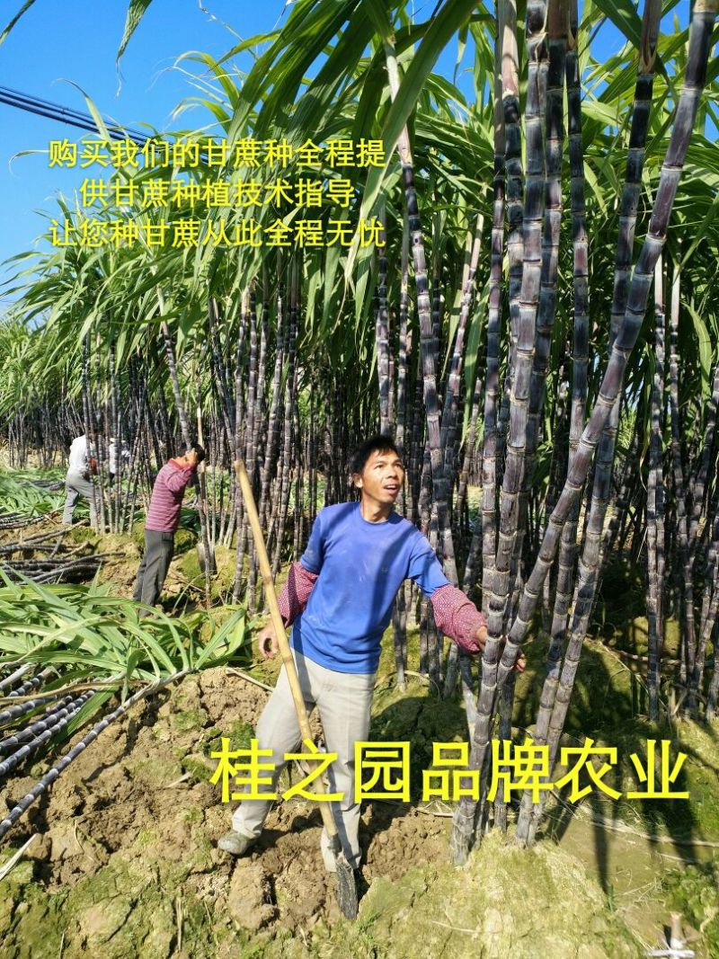 正宗广西黑皮甘蔗种苗甘蔗苗甘蔗种芽大量批发供应