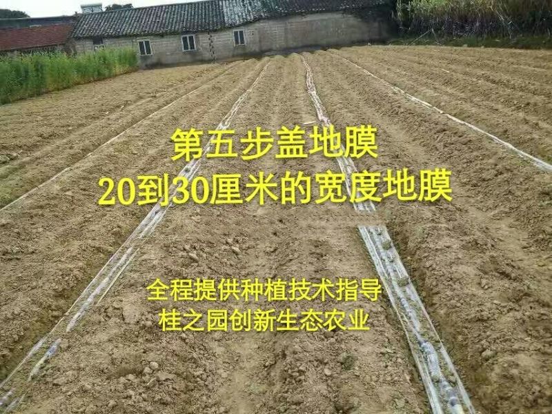 正宗广西黑皮甘蔗种苗甘蔗苗甘蔗种芽大量批发供应