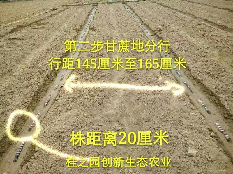 正宗广西黑皮甘蔗种子甘蔗种苗甘蔗苗甘蔗种籽大量批发供应