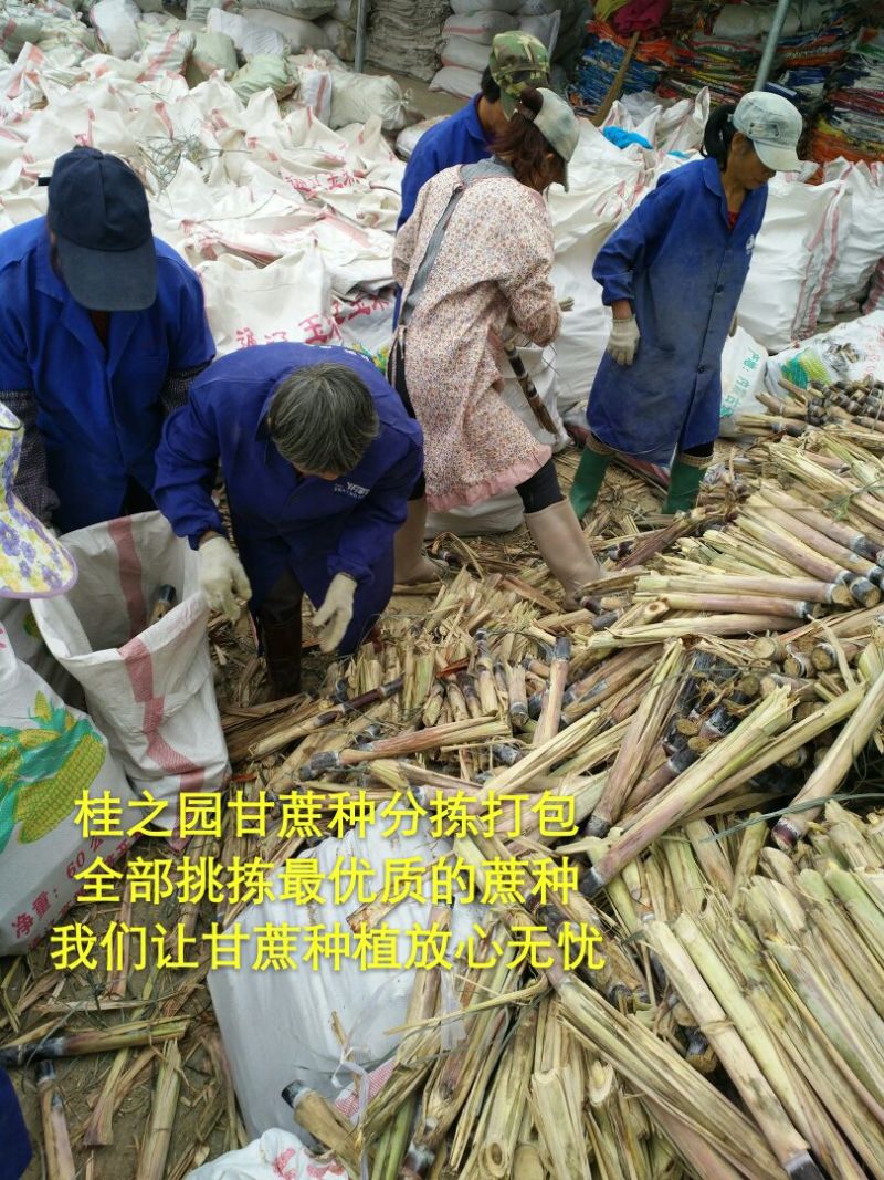 正宗广西黑皮甘蔗种子甘蔗种苗甘蔗苗甘蔗种籽大量批发供应