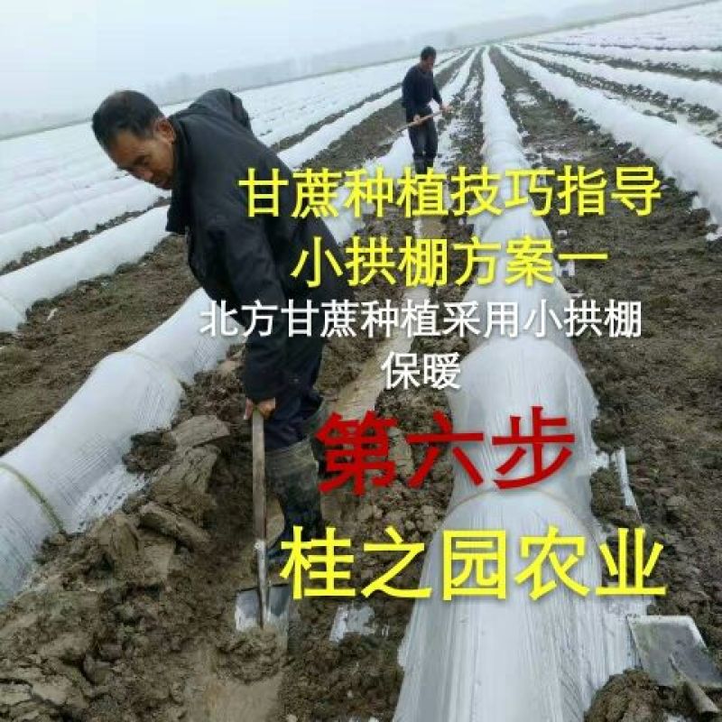 正宗广西黑皮甘蔗种子甘蔗种苗甘蔗苗甘蔗种籽大量批发供应