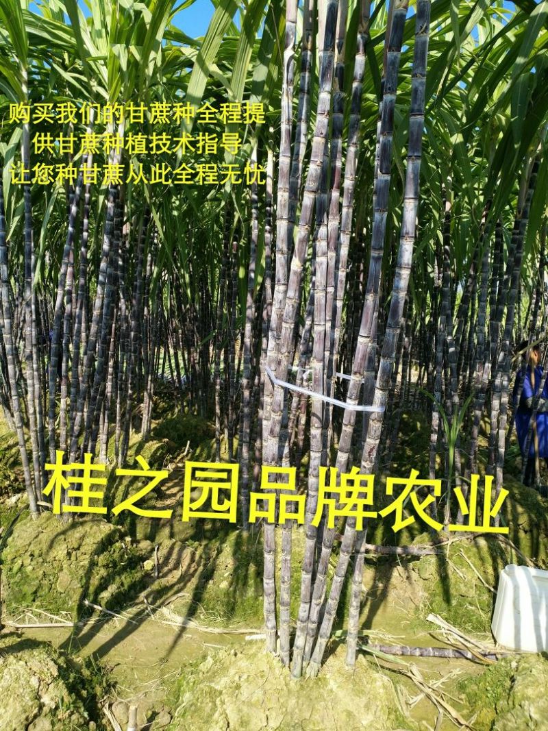 正宗广西黑皮甘蔗种子甘蔗种苗甘蔗苗甘蔗种籽大量批发供应