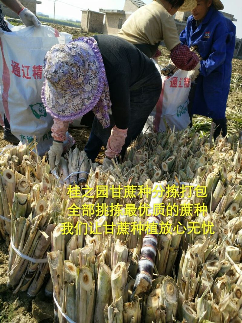 正宗广西黑皮甘蔗种子甘蔗种苗甘蔗苗甘蔗种籽大量批发供应