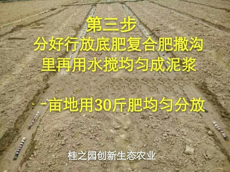 甘蔗苗正宗广西新鲜甘蔗种苗大量批发供应黑皮甘蔗种子