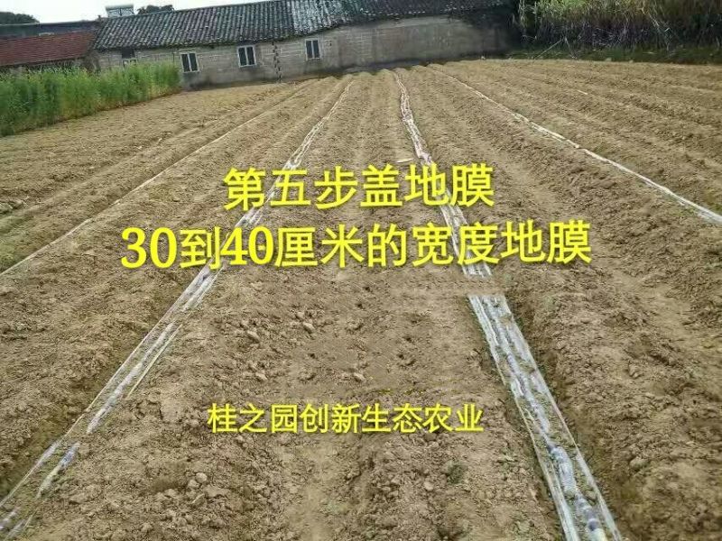 甘蔗苗正宗广西新鲜甘蔗种苗大量批发供应黑皮甘蔗种子