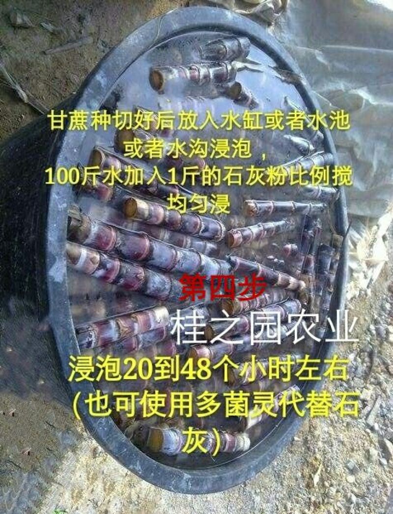 甘蔗苗正宗广西新鲜甘蔗种苗大量批发供应黑皮甘蔗种子