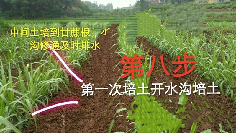 甘蔗苗正宗广西新鲜甘蔗种苗大量批发供应黑皮甘蔗种子