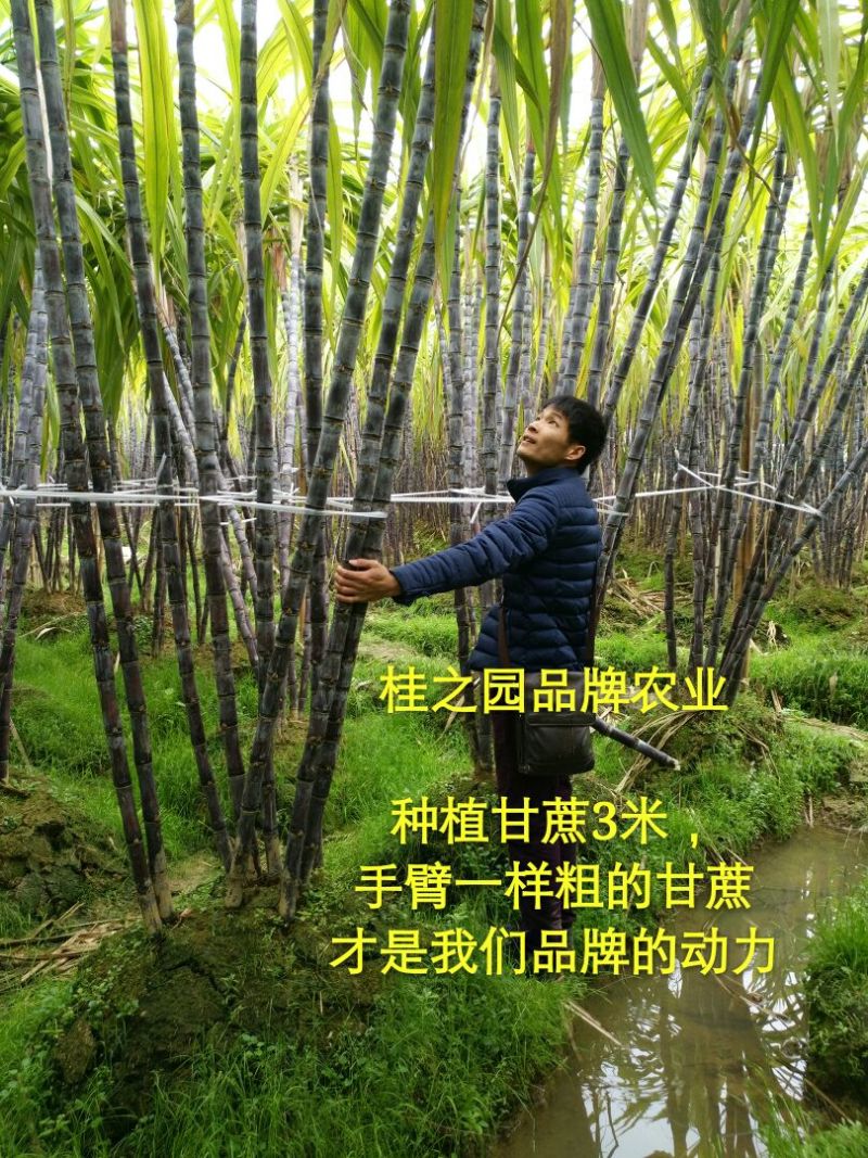 甘蔗苗正宗广西新鲜甘蔗种苗大量批发供应黑皮甘蔗种子