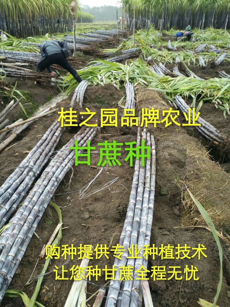甘蔗苗正宗广西新鲜甘蔗种苗大量批发供应黑皮甘蔗种子