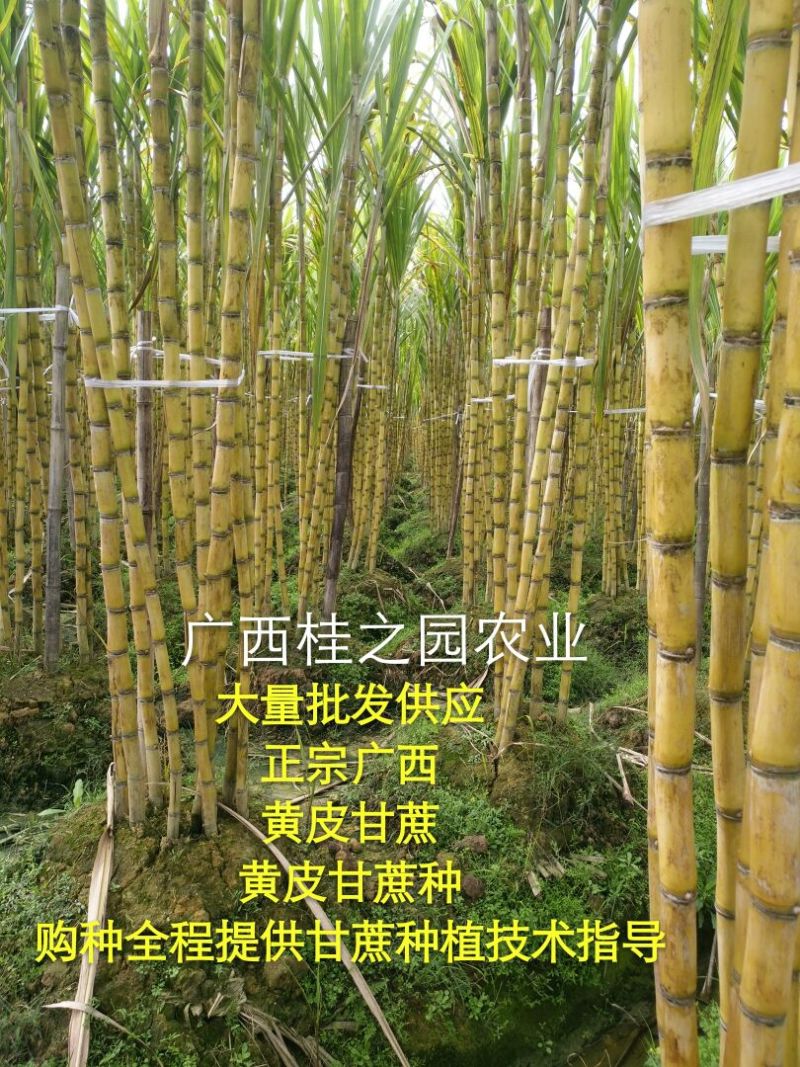 甘蔗苗正宗广西新鲜甘蔗种苗大量批发供应黑皮甘蔗种子